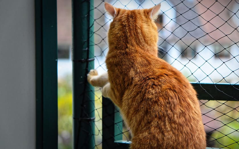 Katze sitzt auf einem Balkon hinter einem fachgerecht montierten Katzennetz.